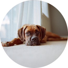 pet-odor